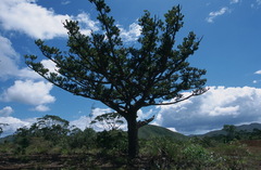 Agathis ovata
