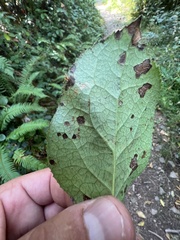 Cameraria gaultheriella