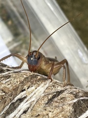 Gryllacrididae