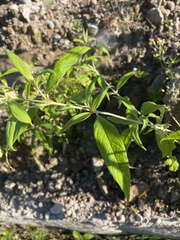 Buddleja asiatica