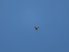 Accipiter cooperii