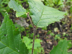 Ulmus glabra