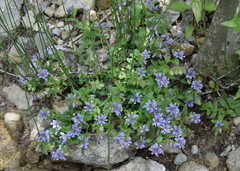 Polygala supina