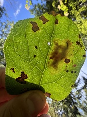 Cameraria gaultheriella