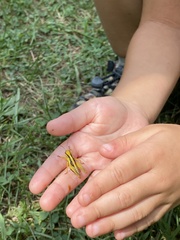 Melanoplus bivittatus