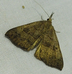 Hypena proboscidalis