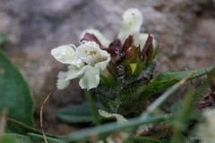 Prunella laciniata