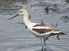 Recurvirostra americana