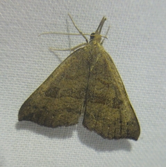 Hypena proboscidalis