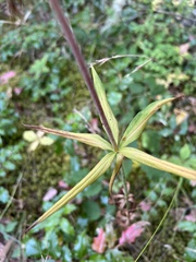 Lilieae