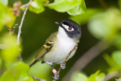 Vireo atricapilla