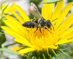 Megachilini