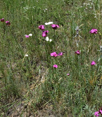 Dianthus capitatus