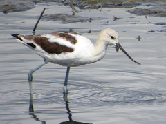 Recurvirostra americana