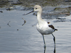 Recurvirostra americana