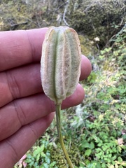 Lilieae