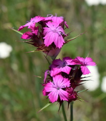 Dianthus capitatus