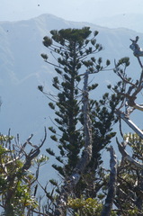 Araucaria