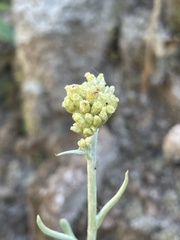 Helichrysum luteoalbum