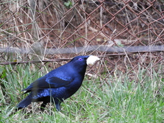 Ptilonorhynchus violaceus