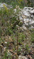 Himantoglossum caprinum