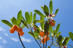 Thiollierea