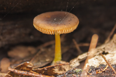 Pluteus pauperculus
