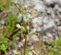 Himantoglossum caprinum