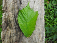 Ulmus glabra
