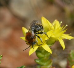 Megachilinae