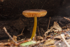 Pluteus pauperculus