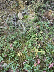 Lilieae