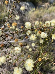 Acacia ulicifolia