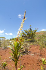 Dracophyllum