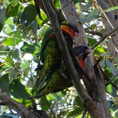Trichoglossus moluccanus