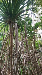 Pandanus forsteri