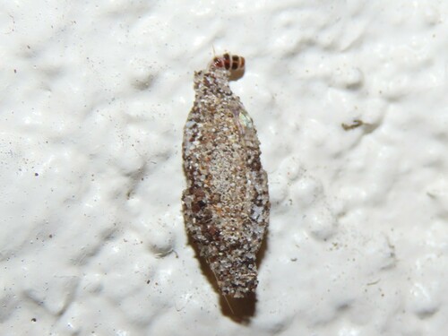 Household Casebearer photo 3