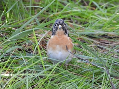 Fringilla montifringilla