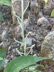 Helichrysum luteoalbum