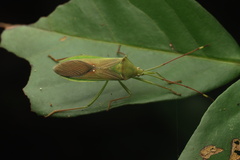 Homoeocerus graminis