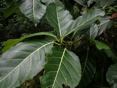 Ficus septica