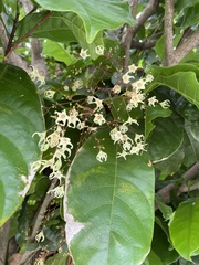 Sterculia monosperma