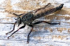 Machimus callidus