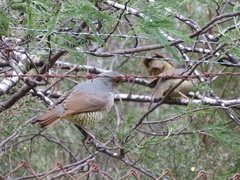 Ptilonorhynchus violaceus
