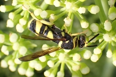Leucospis