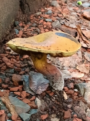 Boletaceae