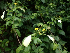 Mussaenda formosanum