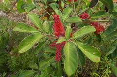 Geissois pruinosa