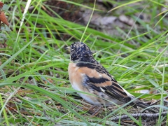 Fringilla montifringilla