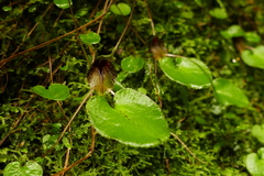 Corybas iridescens